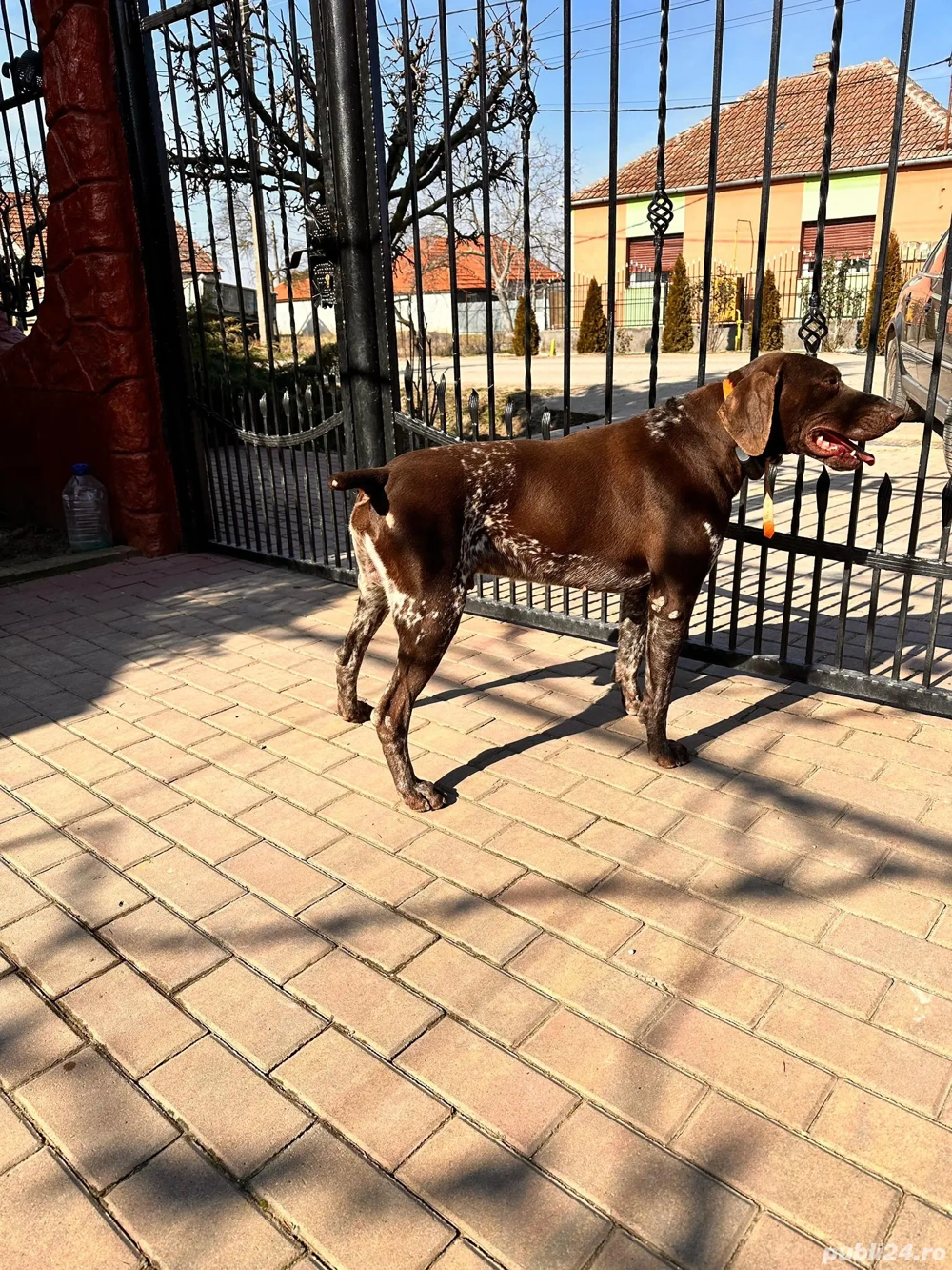 Brac german de 5 ani