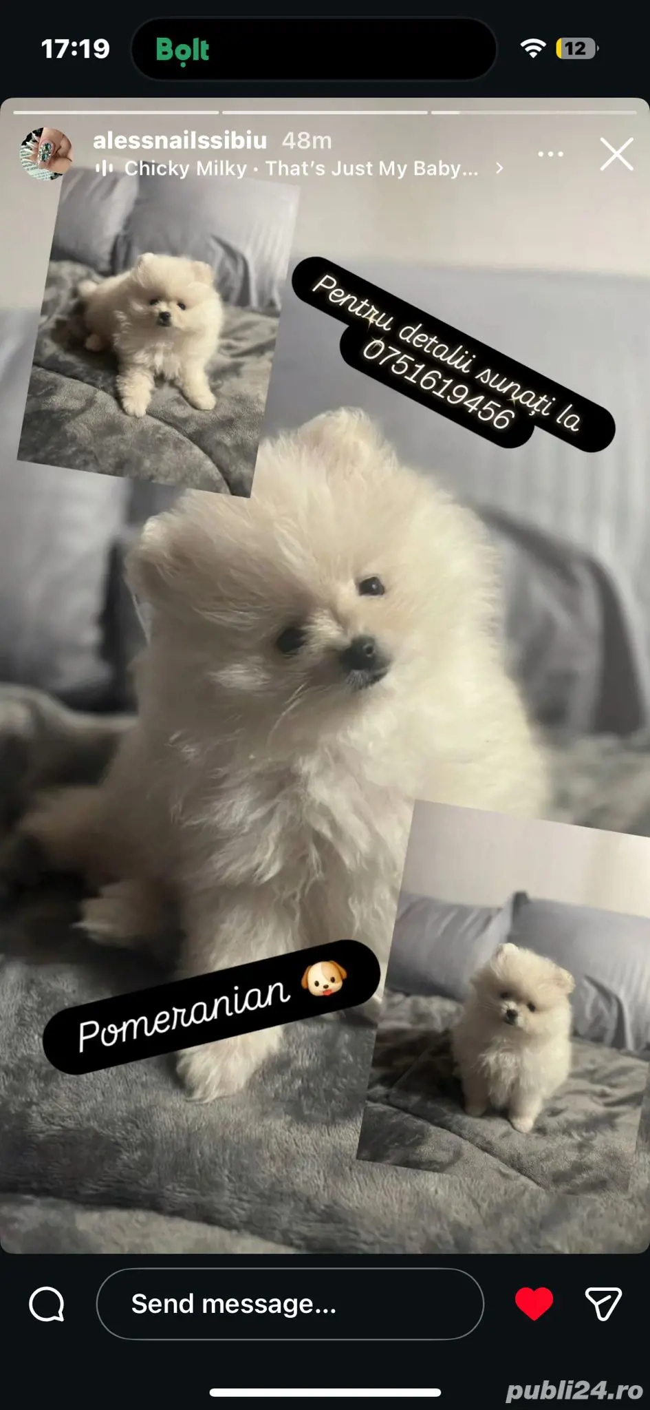 Pui pomeranian boo rasa pura