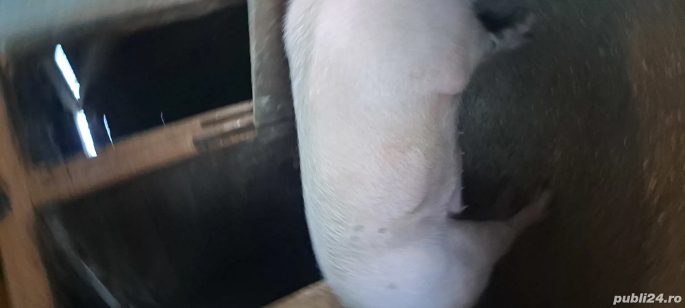 Vand scroafaare o fatare.