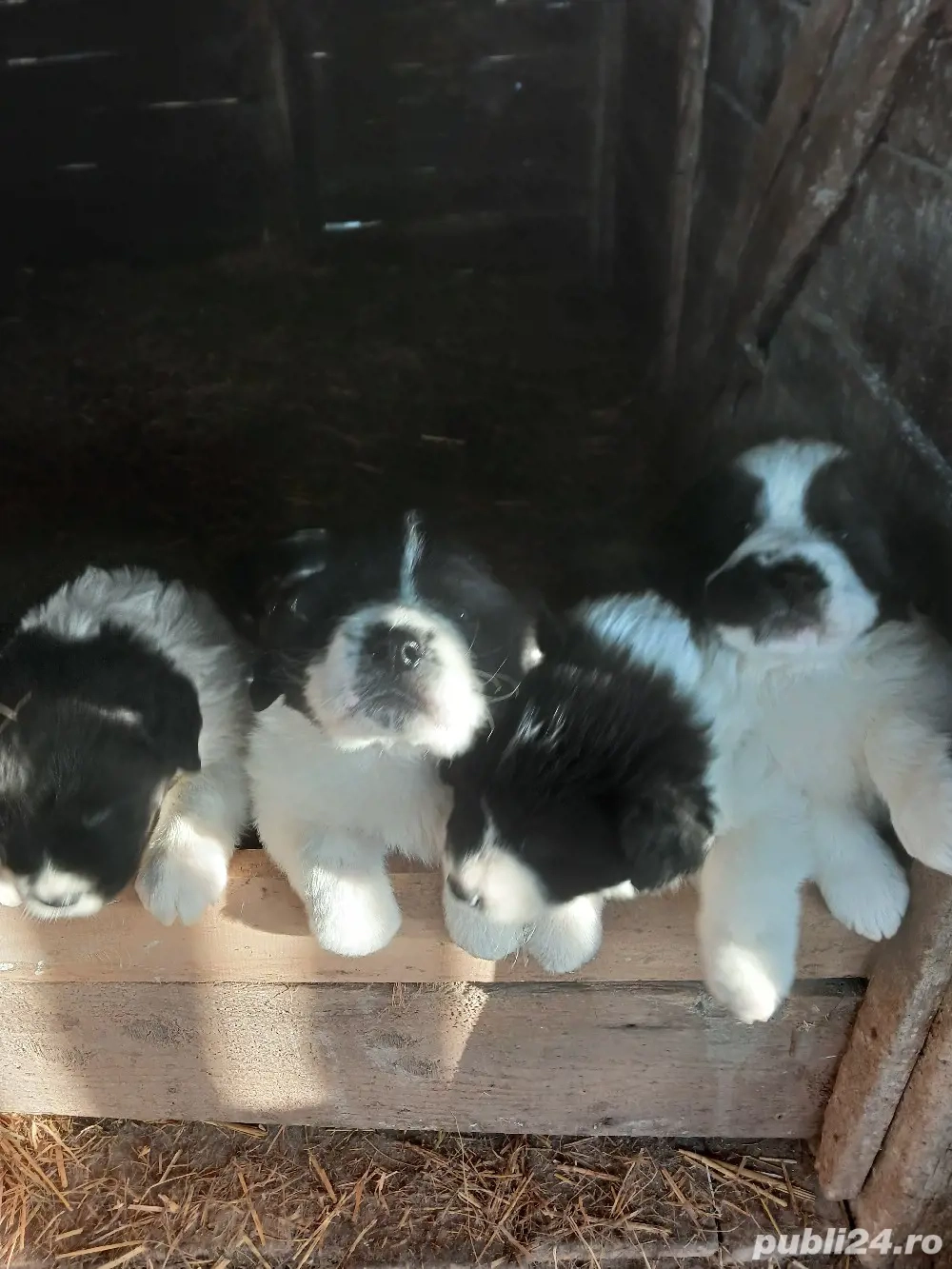 ciobanesc de bucovina 