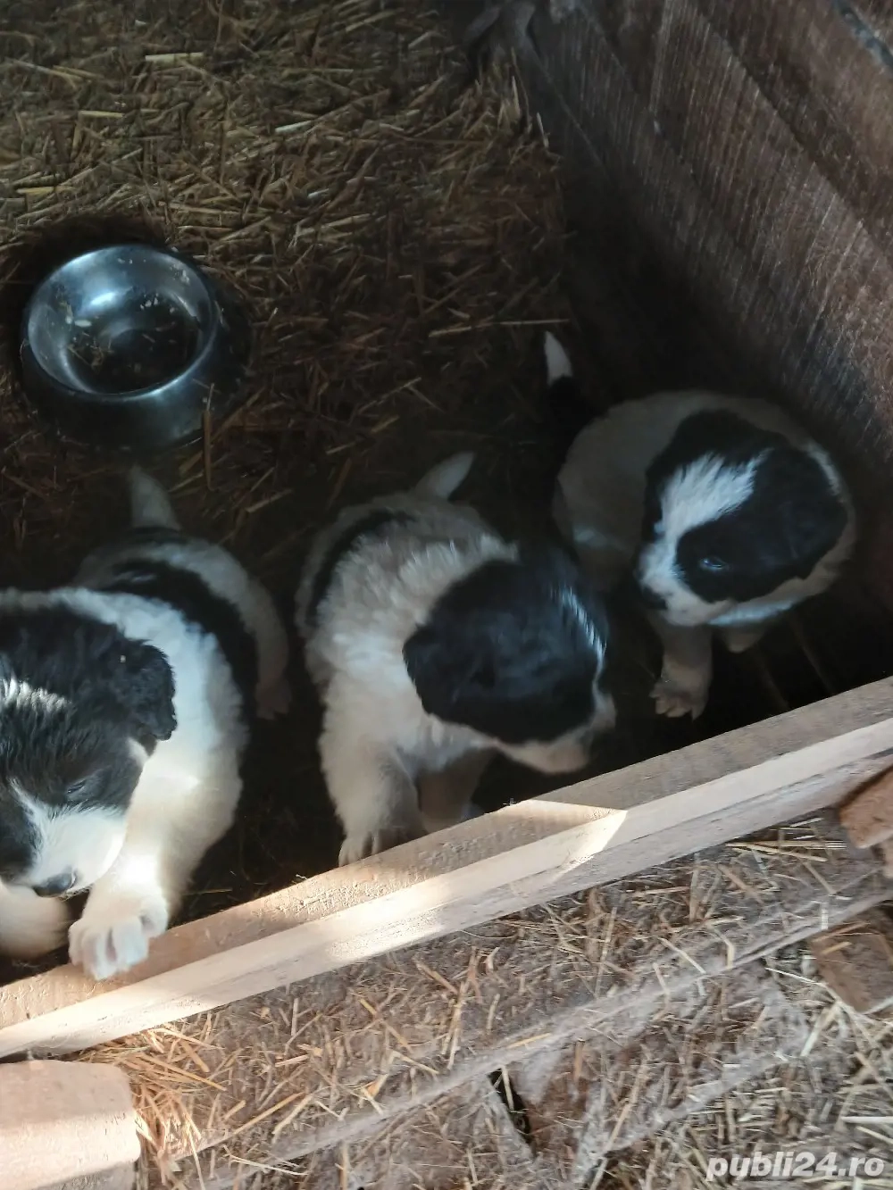 CIobanesc de Bucovina 