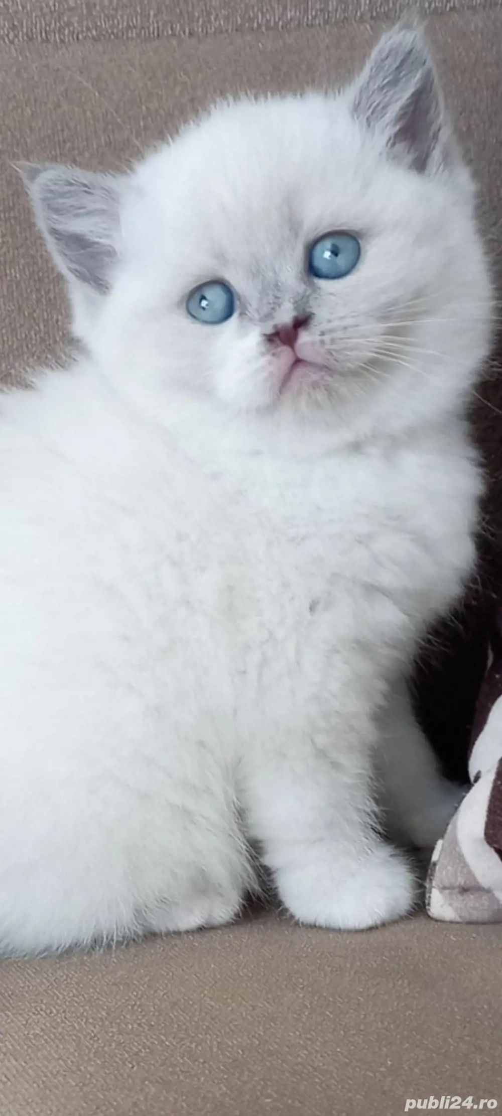 British Shorthair bluepoint!!!