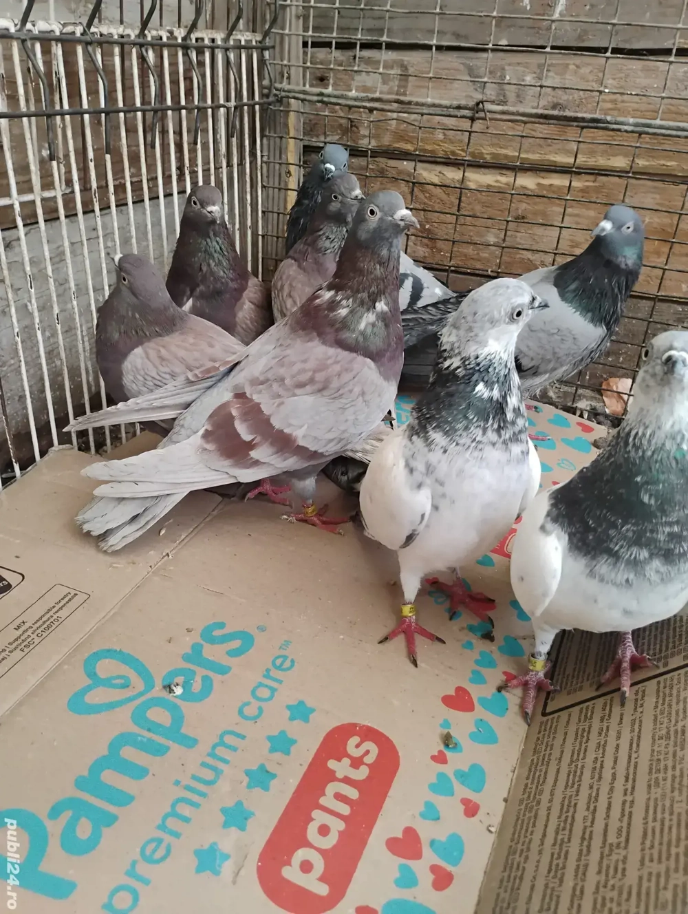 Porumbei tipleri englezi și zburători de budapesta