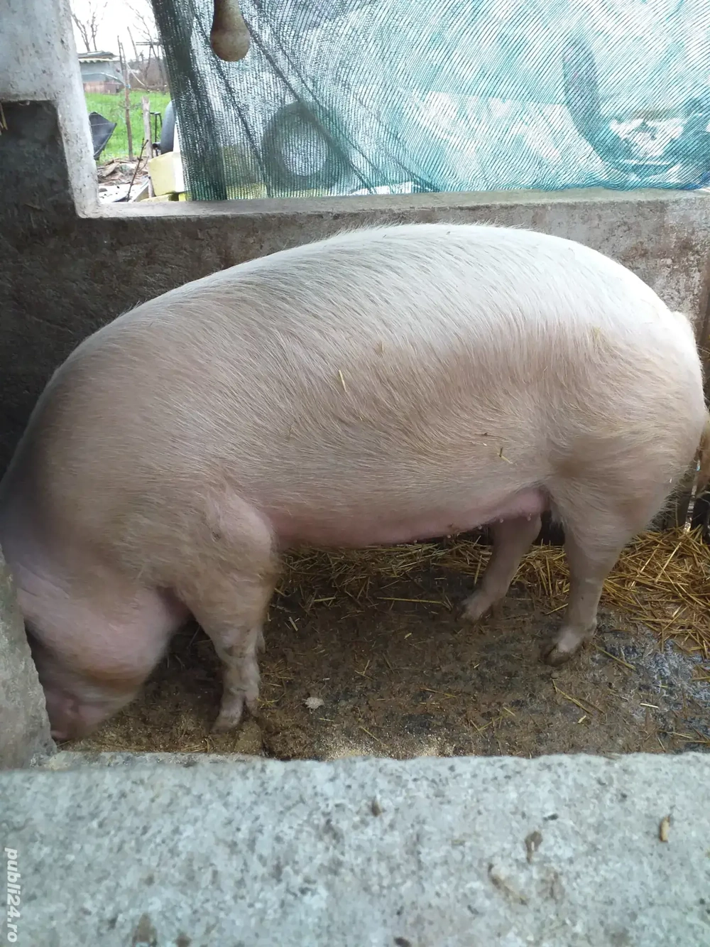 de vânzarea crescut in gospodărie proprie 