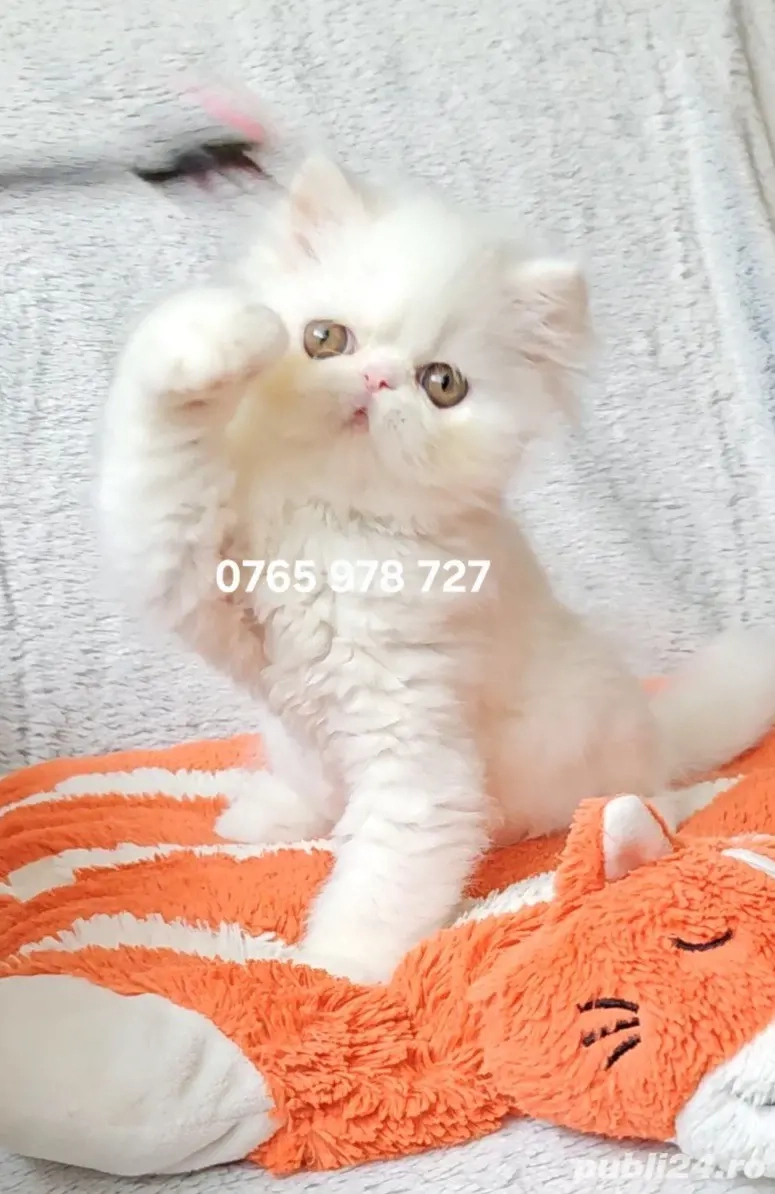 Vand pui persan alb, motănel !