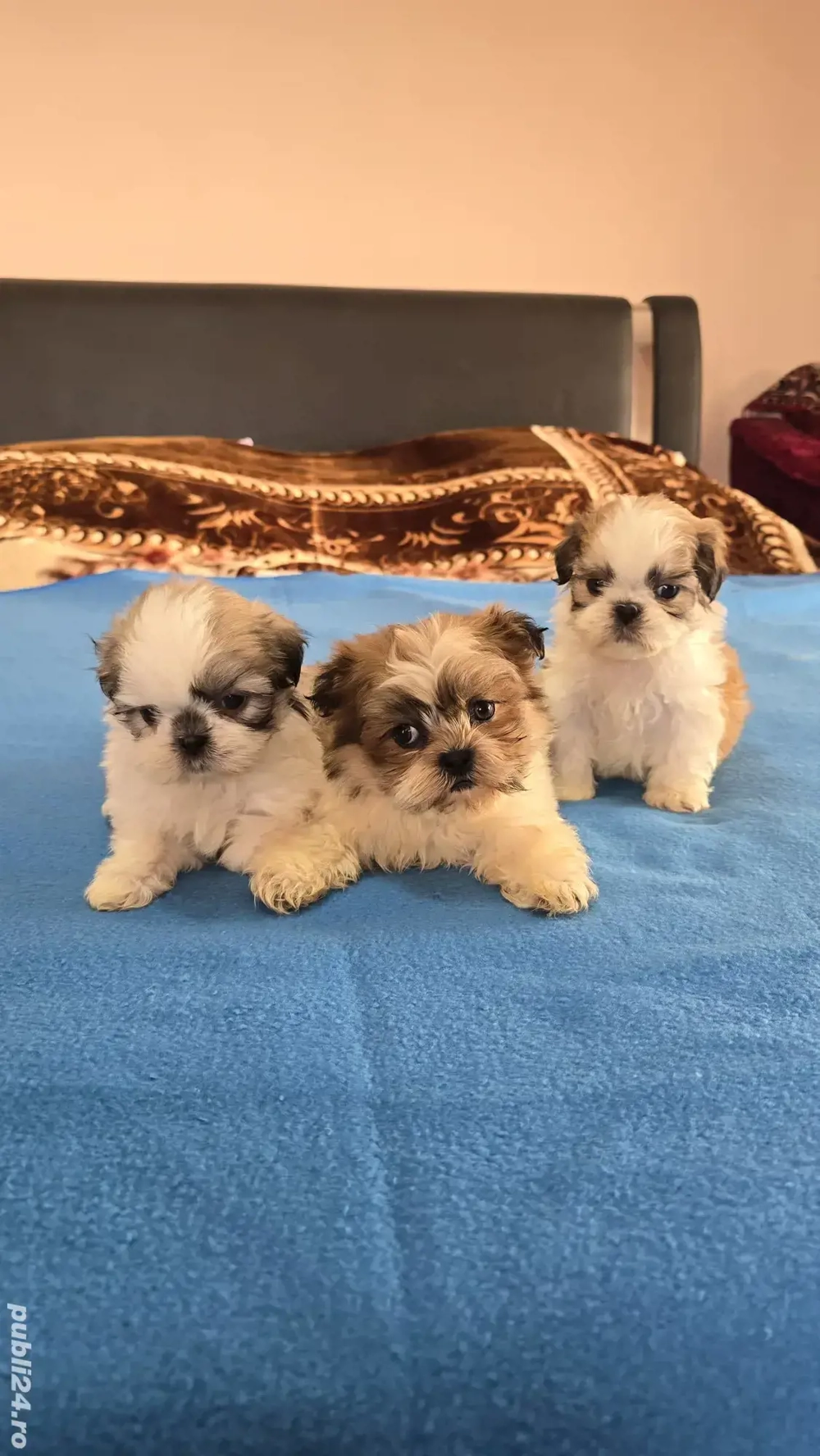 Șhih-tzu  Tricolori  7 săptămâni 