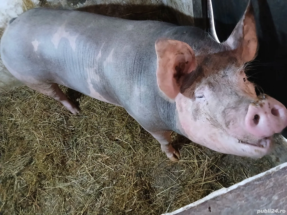 porci de vânzare 