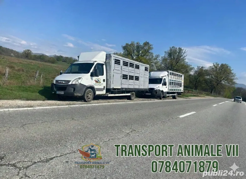 Transport oi capre vaci vitei oriunde in tara transport autorizat 