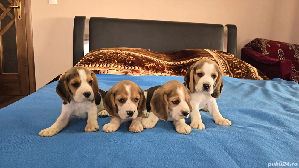 Beagle Tricolori Fete Și Băieți 