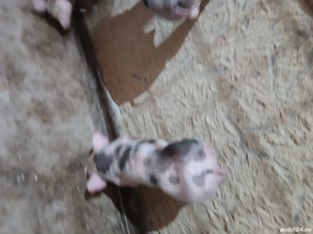 Purcei petrian belgian pur