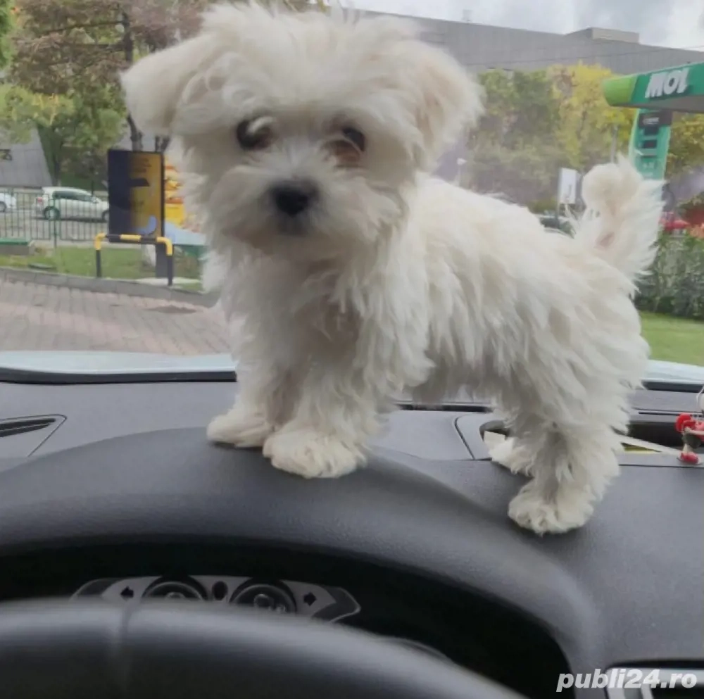 Vand bichon miny toy 6 saptamani