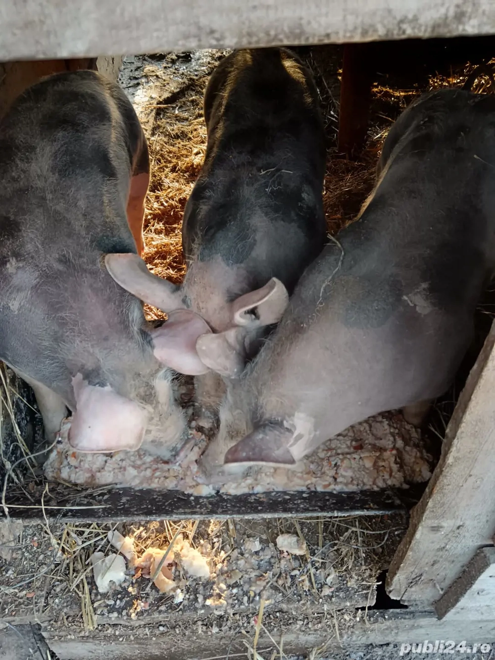 Vând porci 50 60 kg 