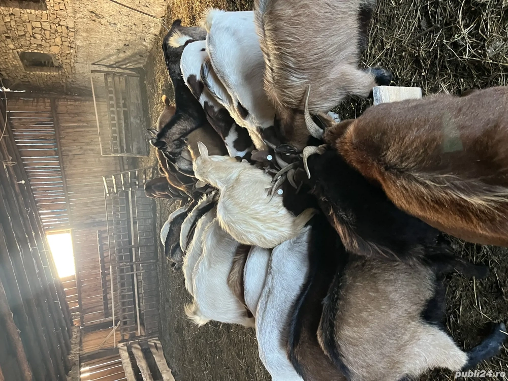 Capre metiși alpina cu zane 