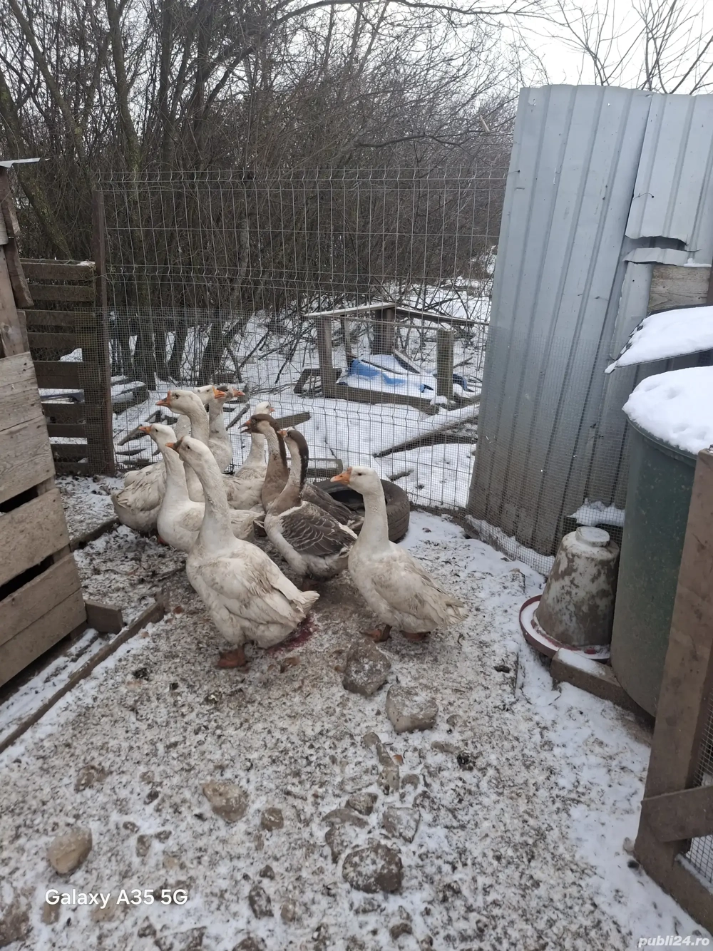 Animale si pasari de vanzare