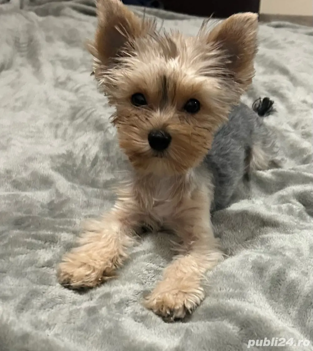 Fetița Yorkshire Terrier 
