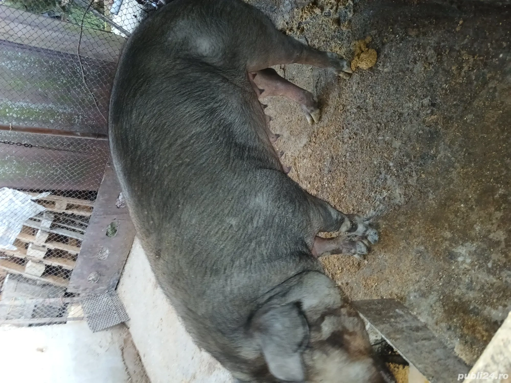 Vând scroafa durok  de  2 ani  vine la a 3 fatare  pentru prăsilă  sau sacrificat are in jur de 200 