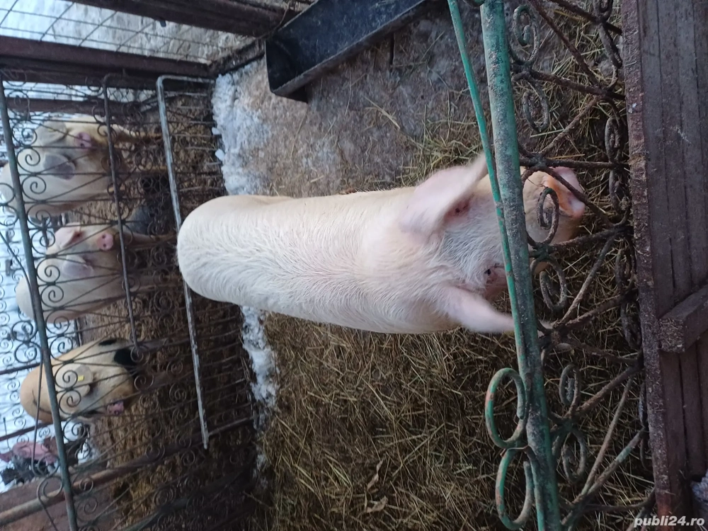 vand vier de sămânța 