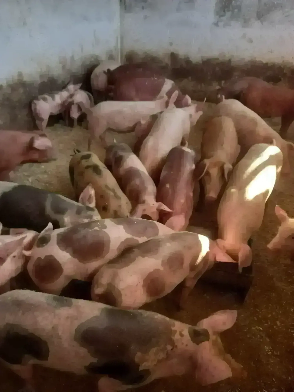 Vand purcei si grasuni