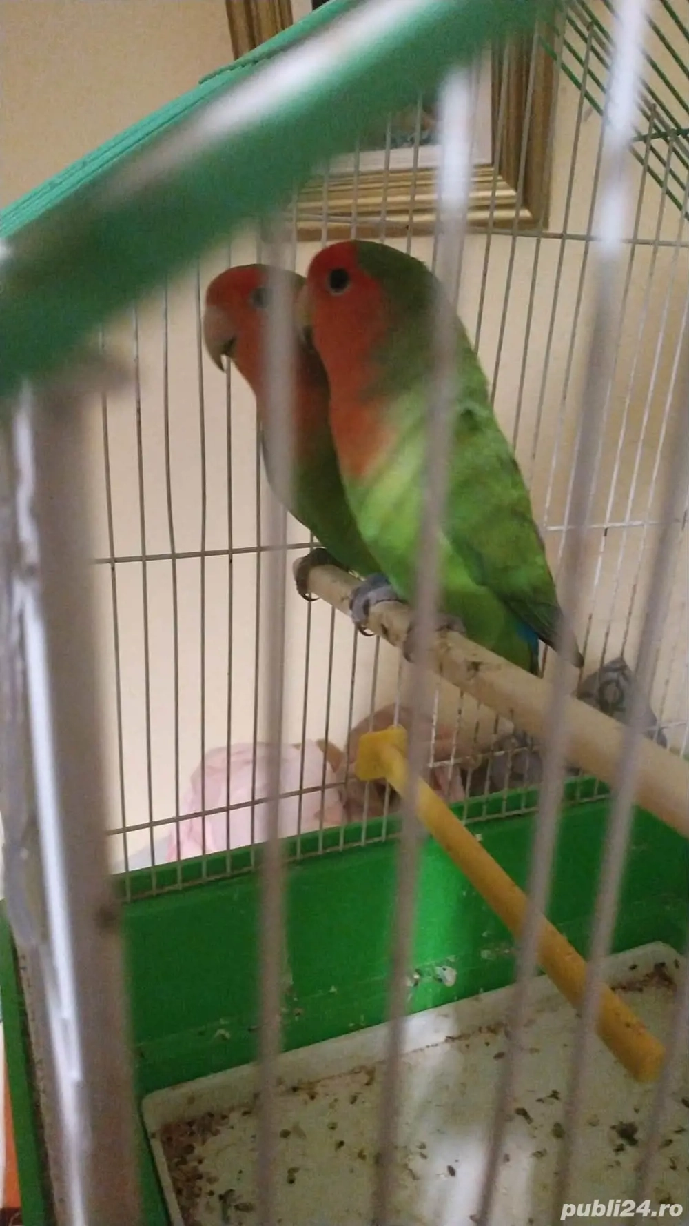 Crescator Aor vinde papagali si alte pasari exotice 