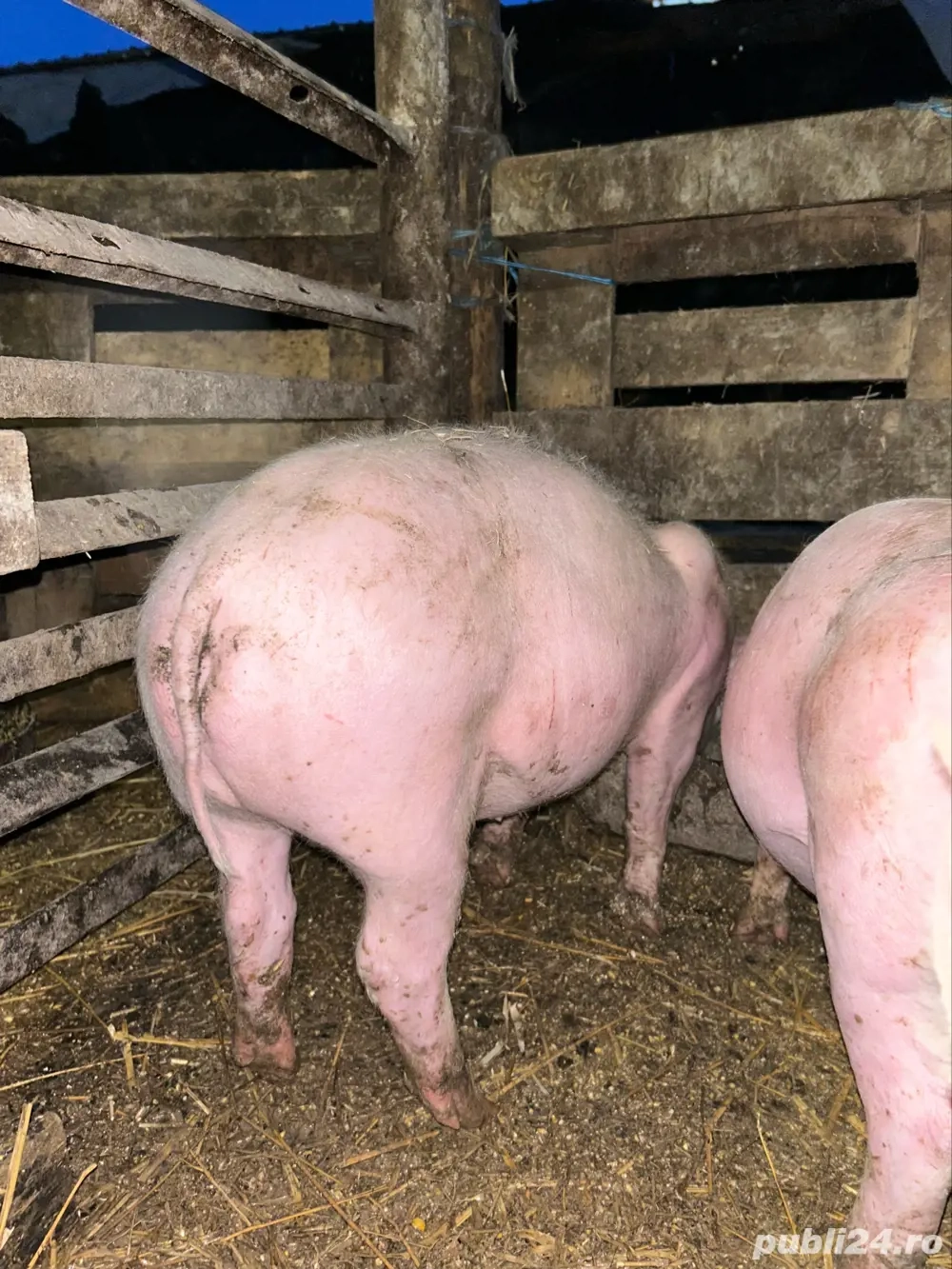 purcei pietrain de vanzare 