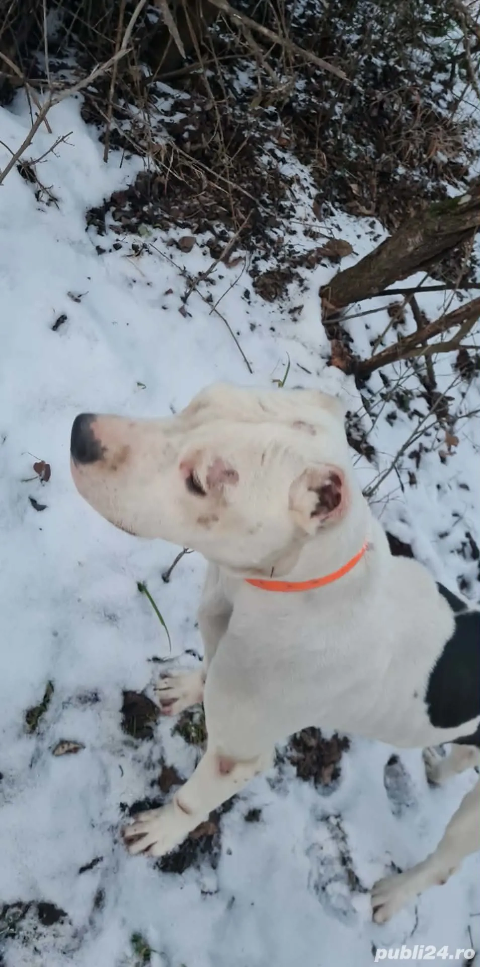 Se vinde Amstaff 1 an 