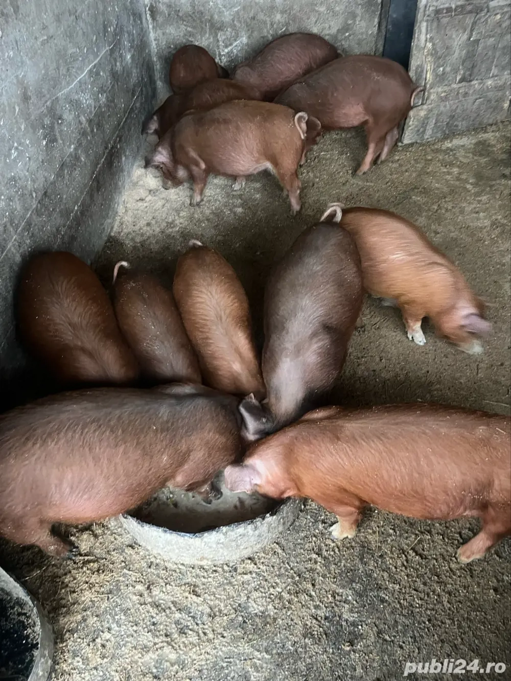 purcei duroc 