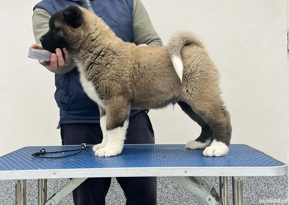 Căței Akita American