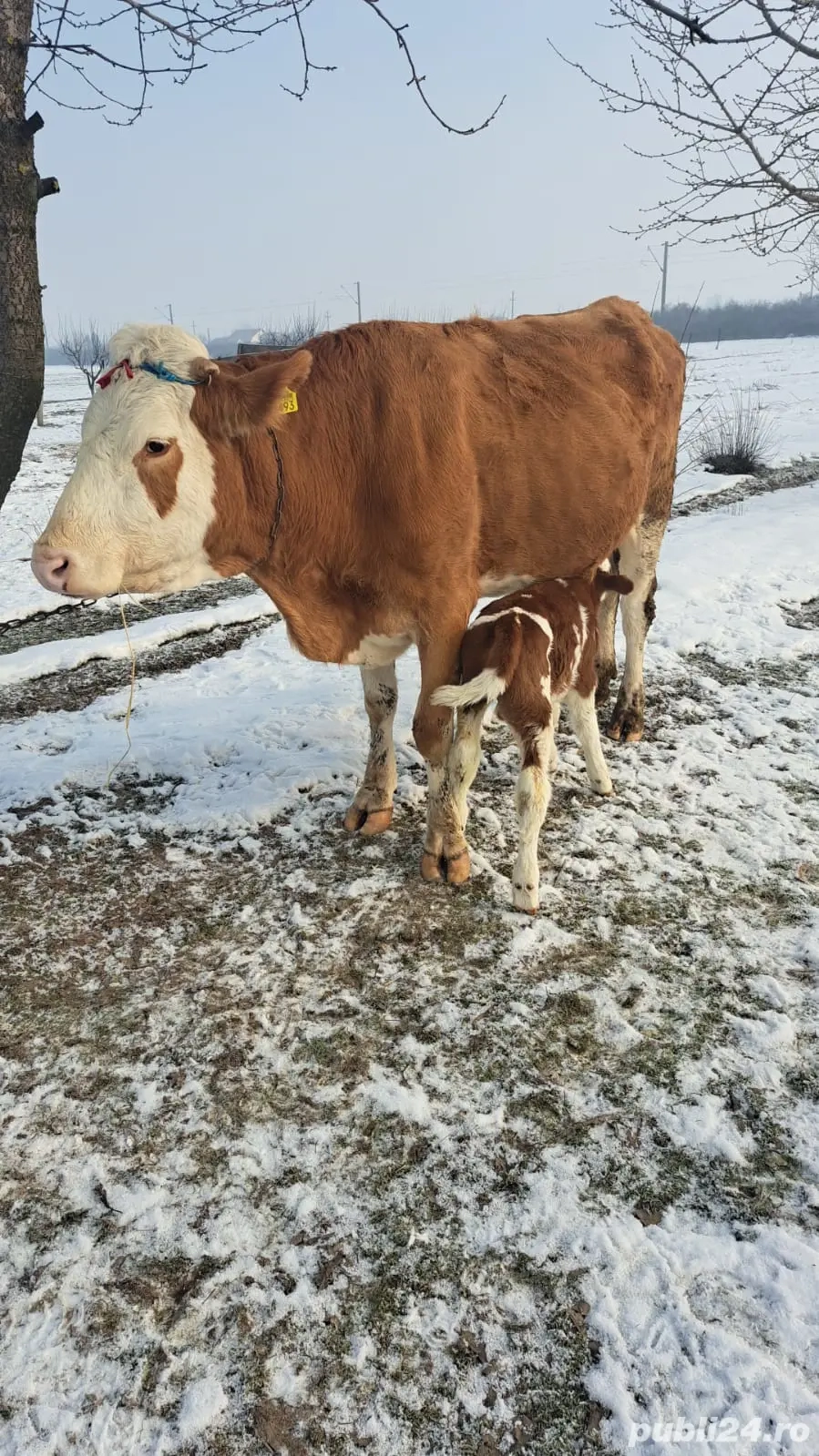 Vand 2 vaci de rasa (Baltata Romaneasca ), fiecare vaca cu vitea