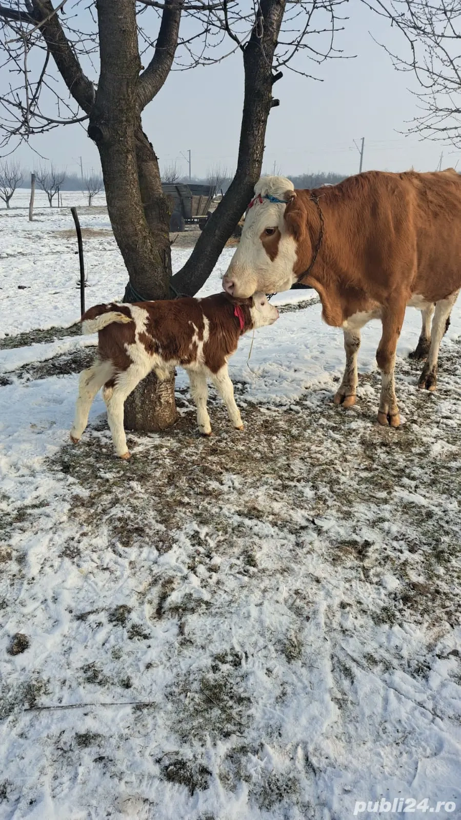 Baltata Romaneasca cu vitel de o saptamana de vanzare