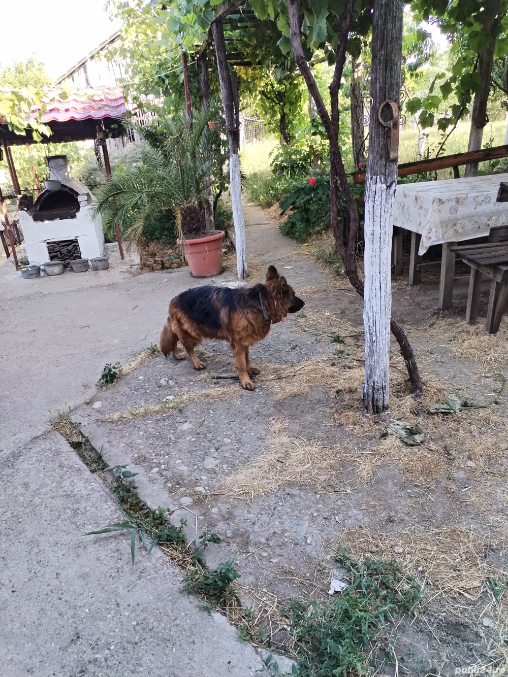 Vând ciobănesc german