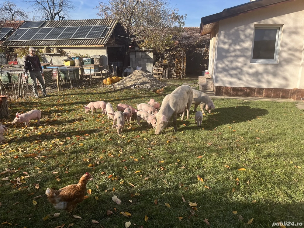 Vând purcei în comuna pui 