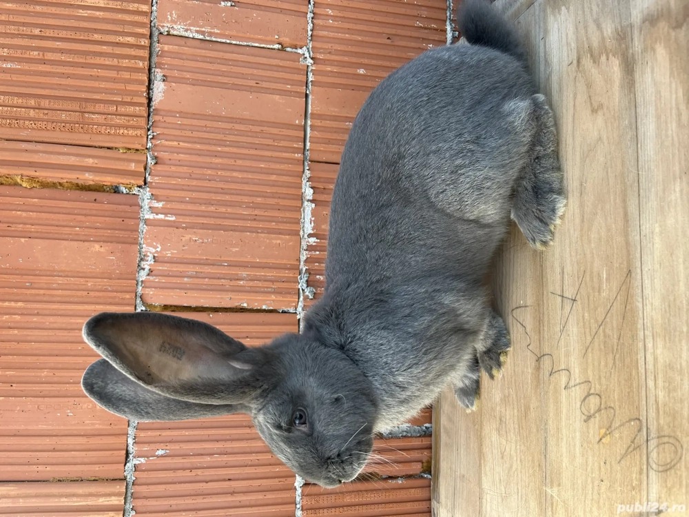 Uriaș german de vânzare 