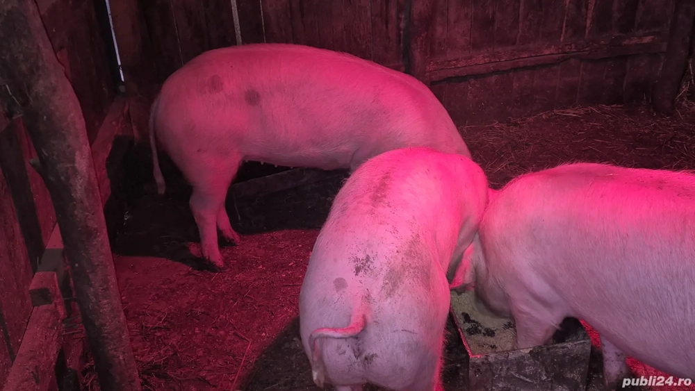 grăsuni pietrain cu landrace 