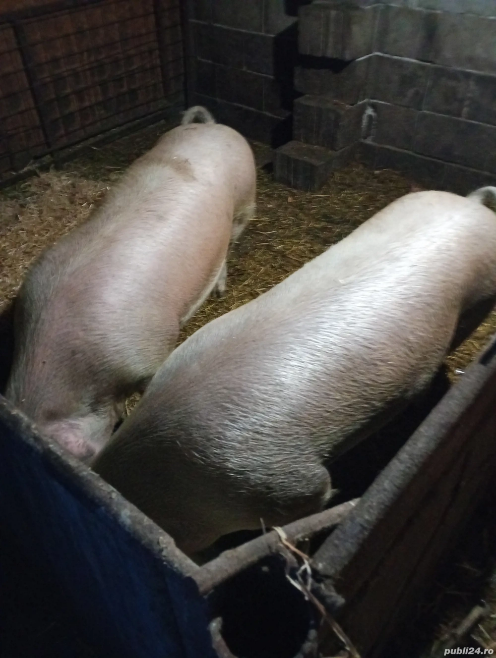 Porci de casa duroc  cu pic
