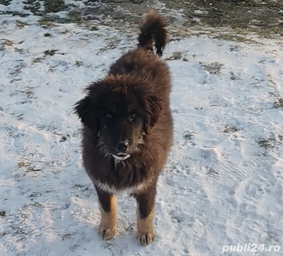Femelă ciobănesc pui Tibetan 