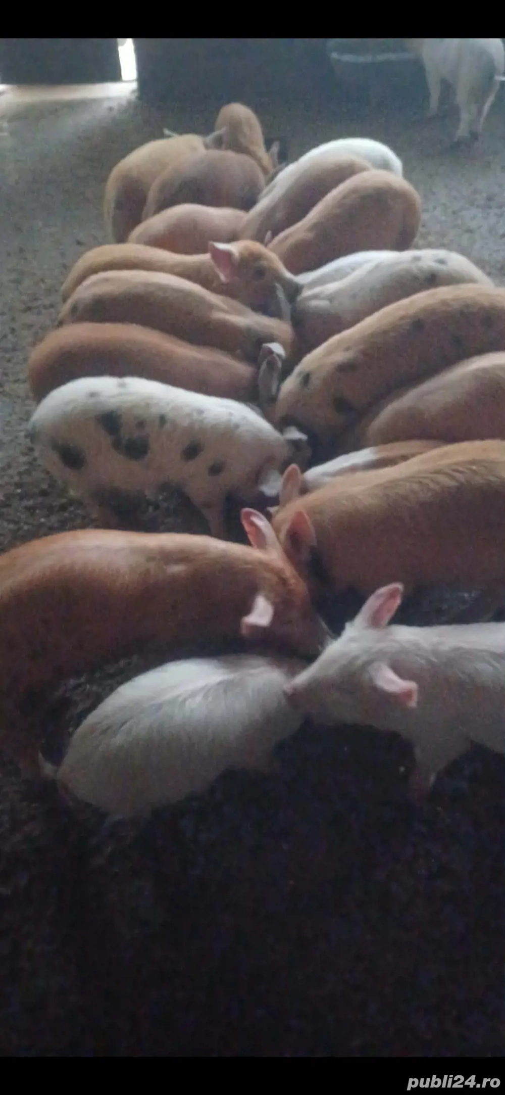 Purcei 9 săptămâni