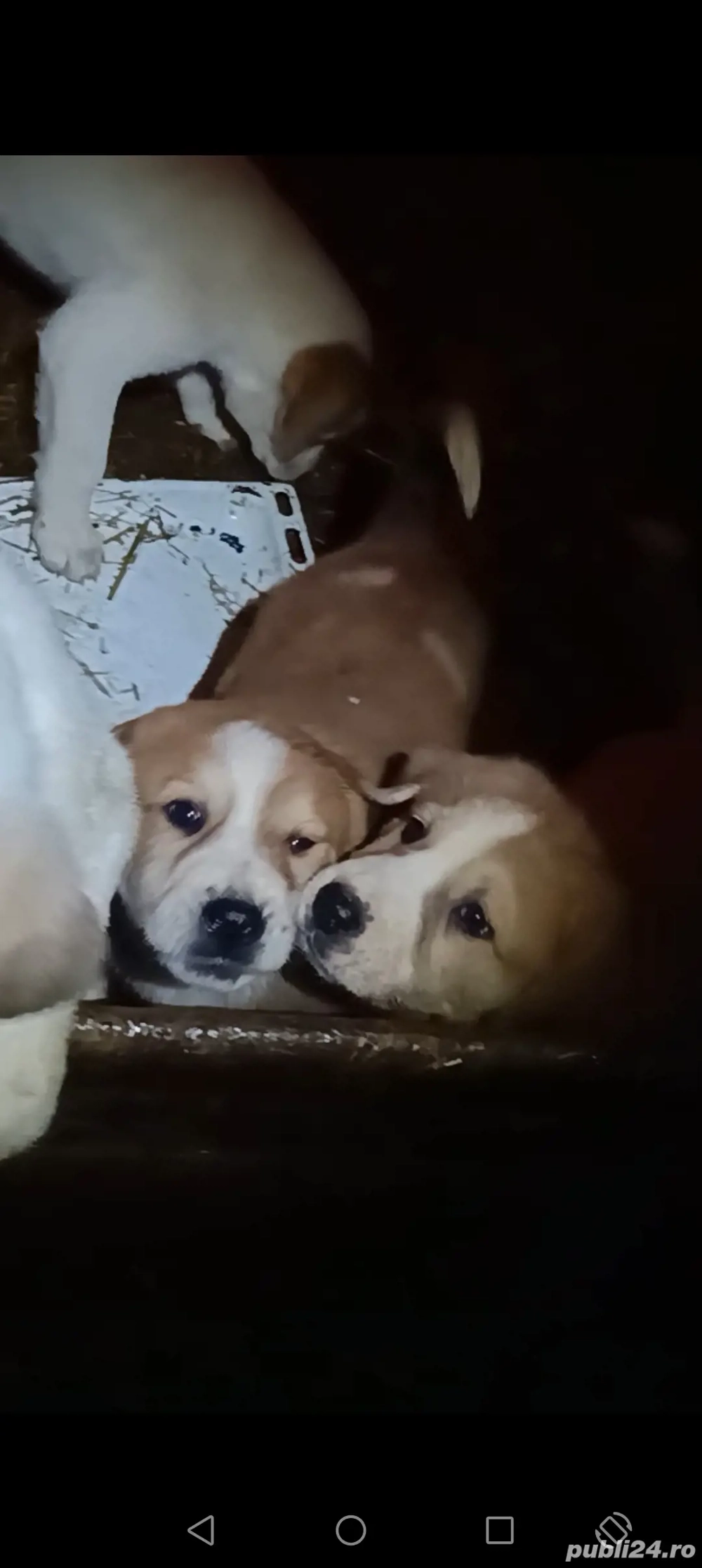 Ciobanesc asia centrala pui 