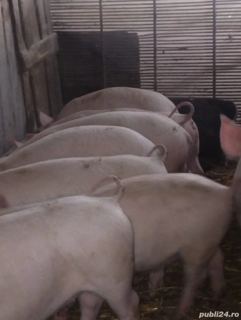 Purcei de vânzare, 700  buc