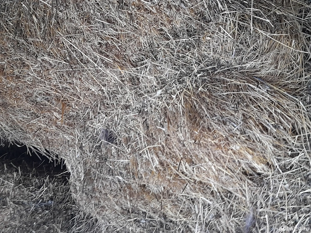 Baloti de trifoi de vânzare 