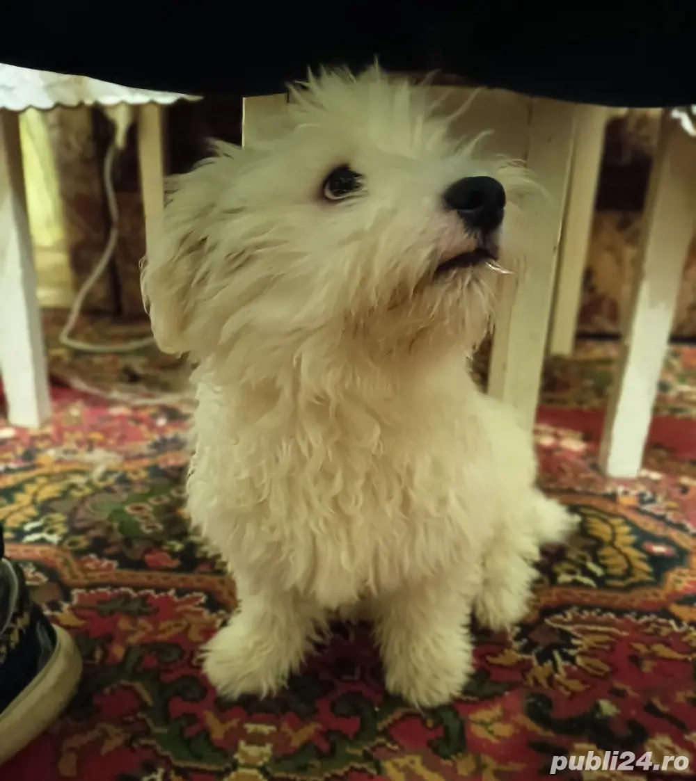 Vând bischon maltez 