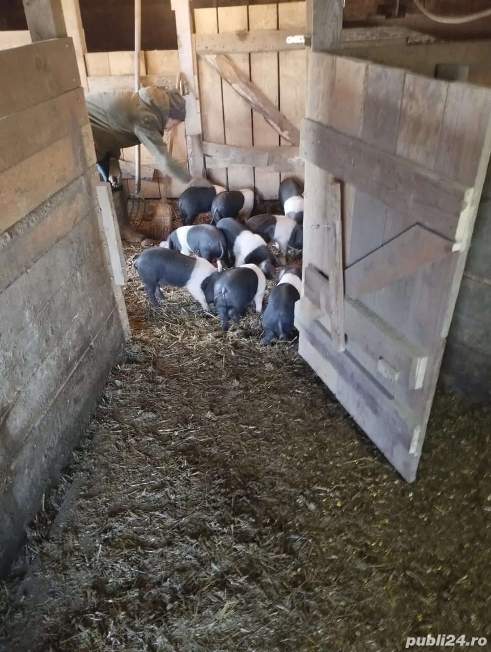 Purcei Bazna rasa pura