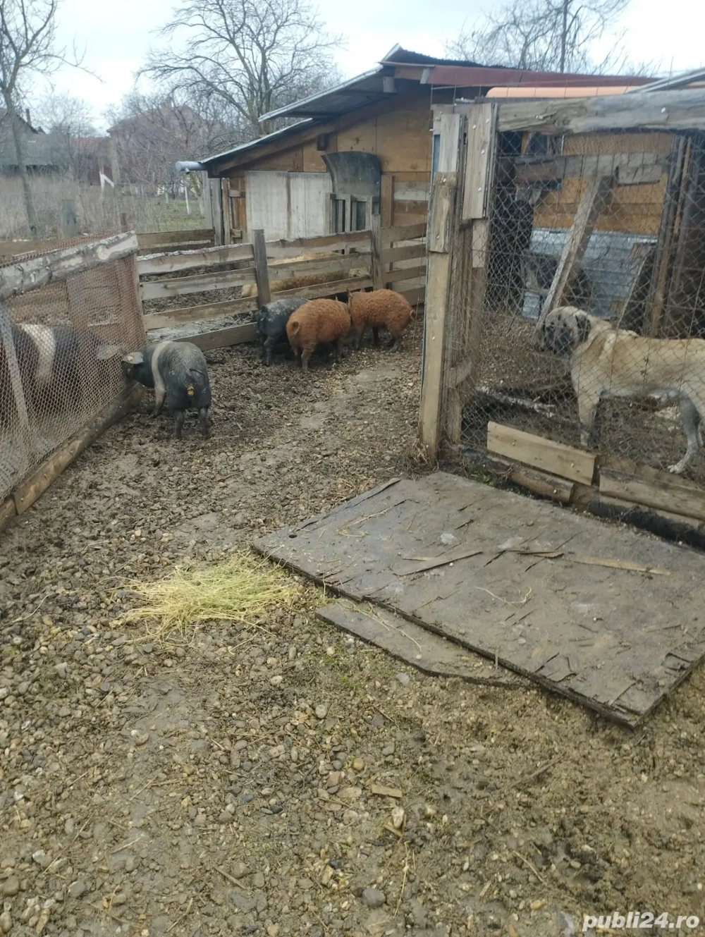 Vand 4 vieri cu origine