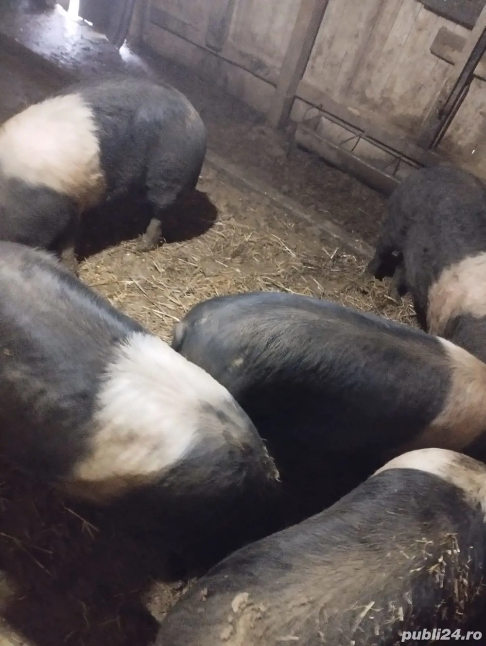 vand 4 vieri bazna castrati