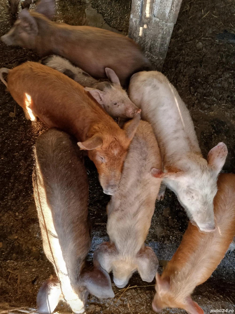 purcei de 8 saptamini și șoldani de 3luni 