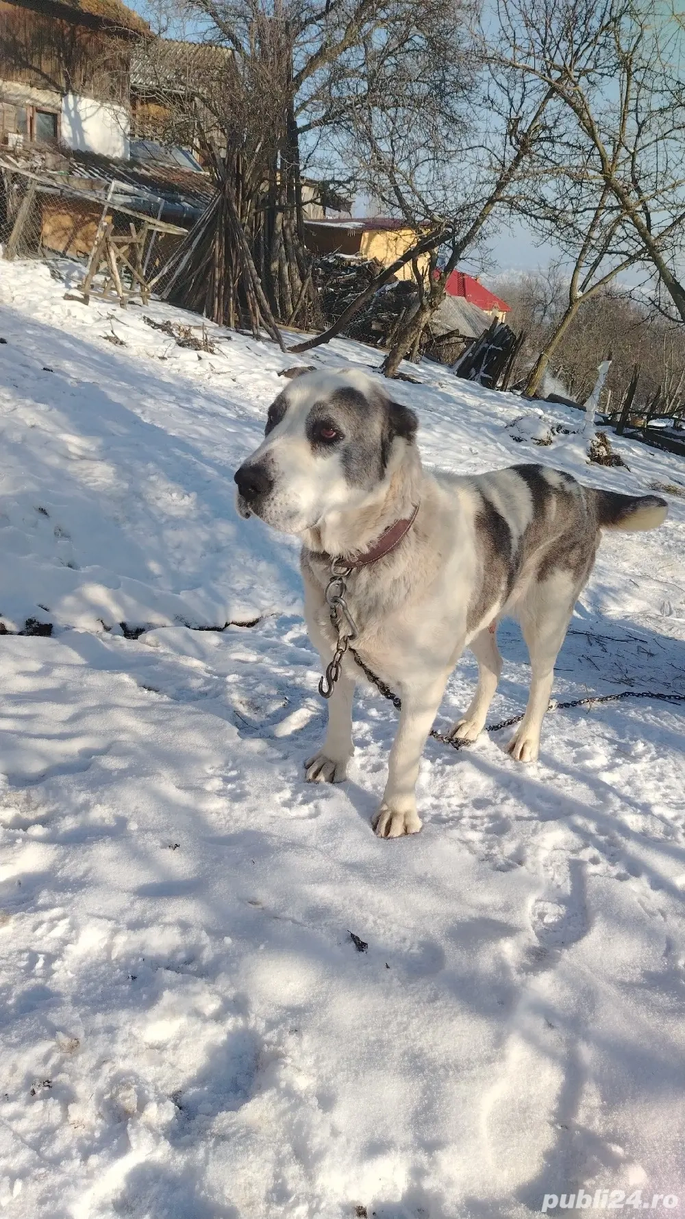 Femela Asia centrala 