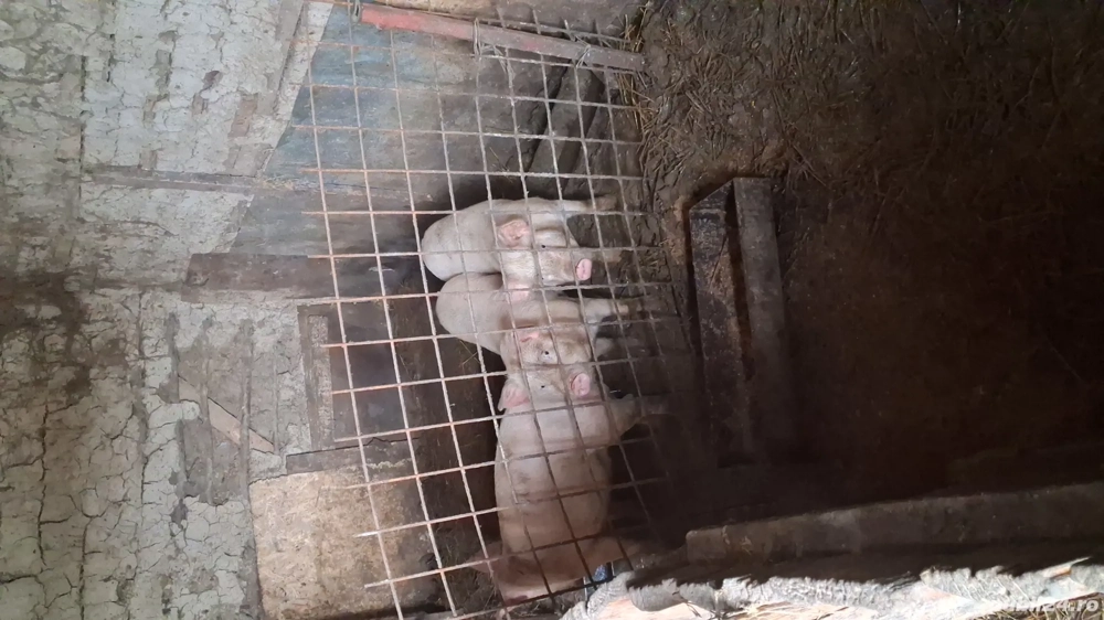 Purcei de 50 kg petrean