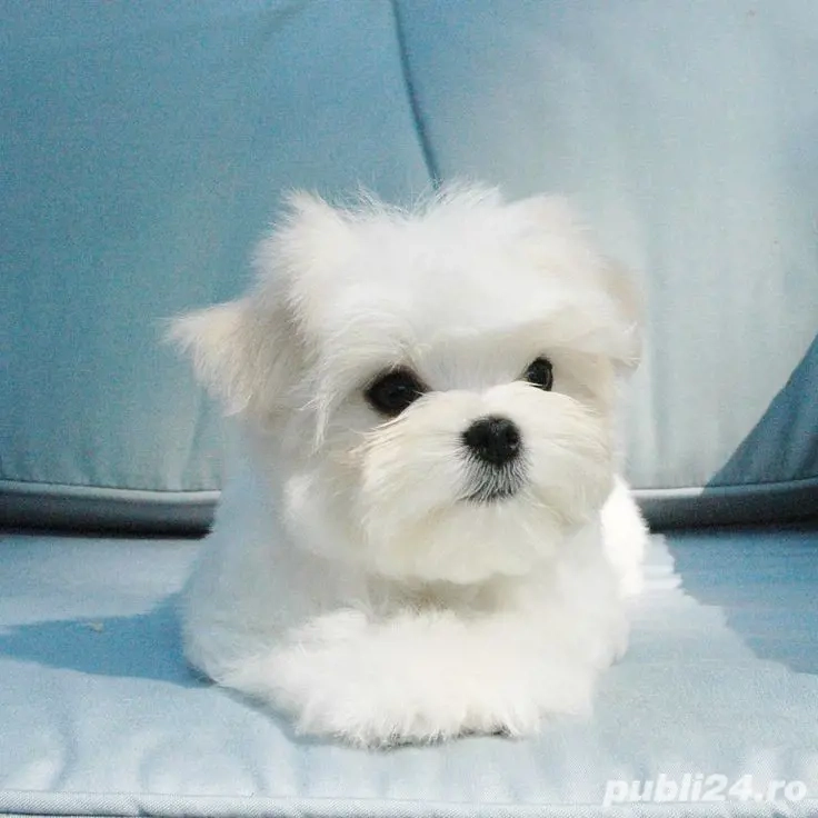 Bichon maltez mini toy 