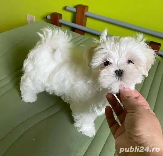 Pui bichon maltez mini toy