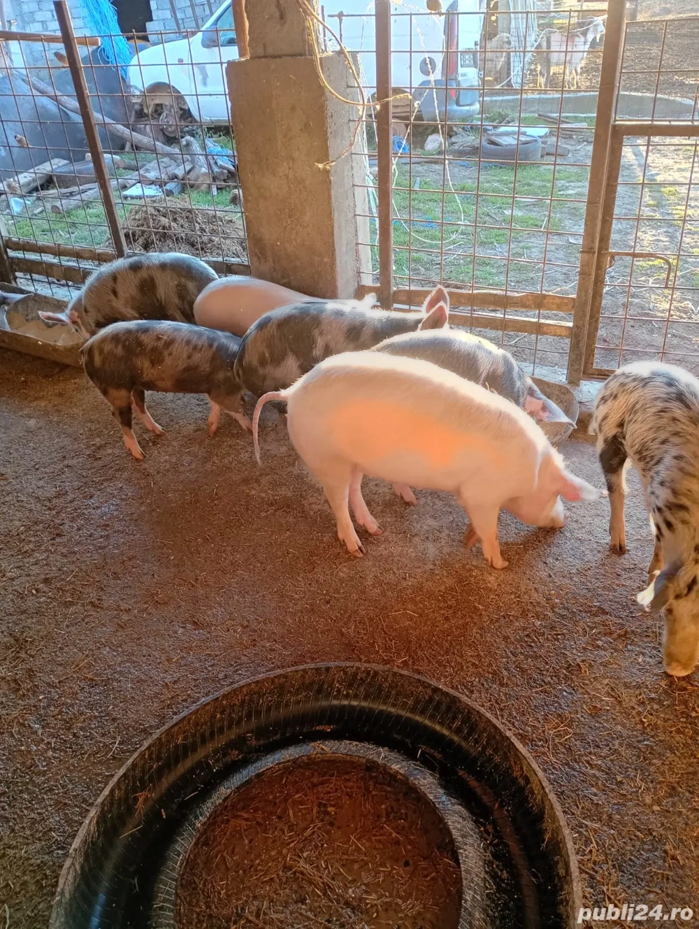 Purcei grasuni pret 700lei