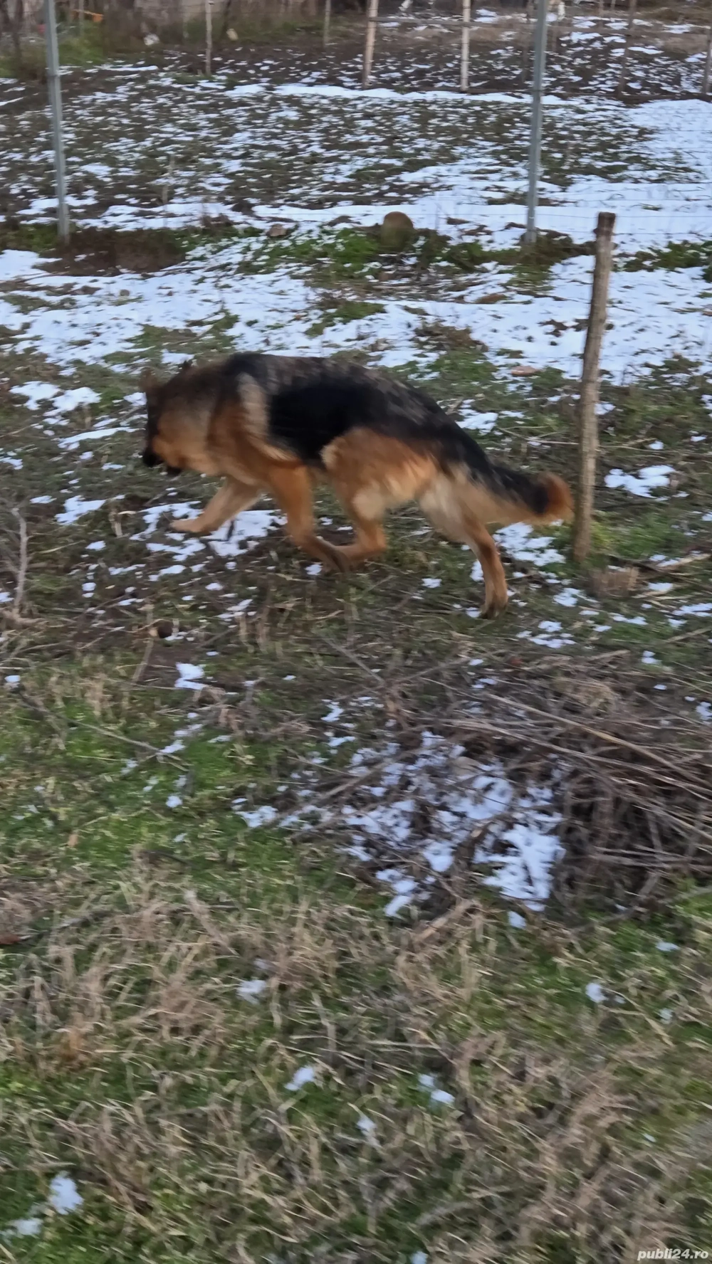 Femelă ciobănesc german